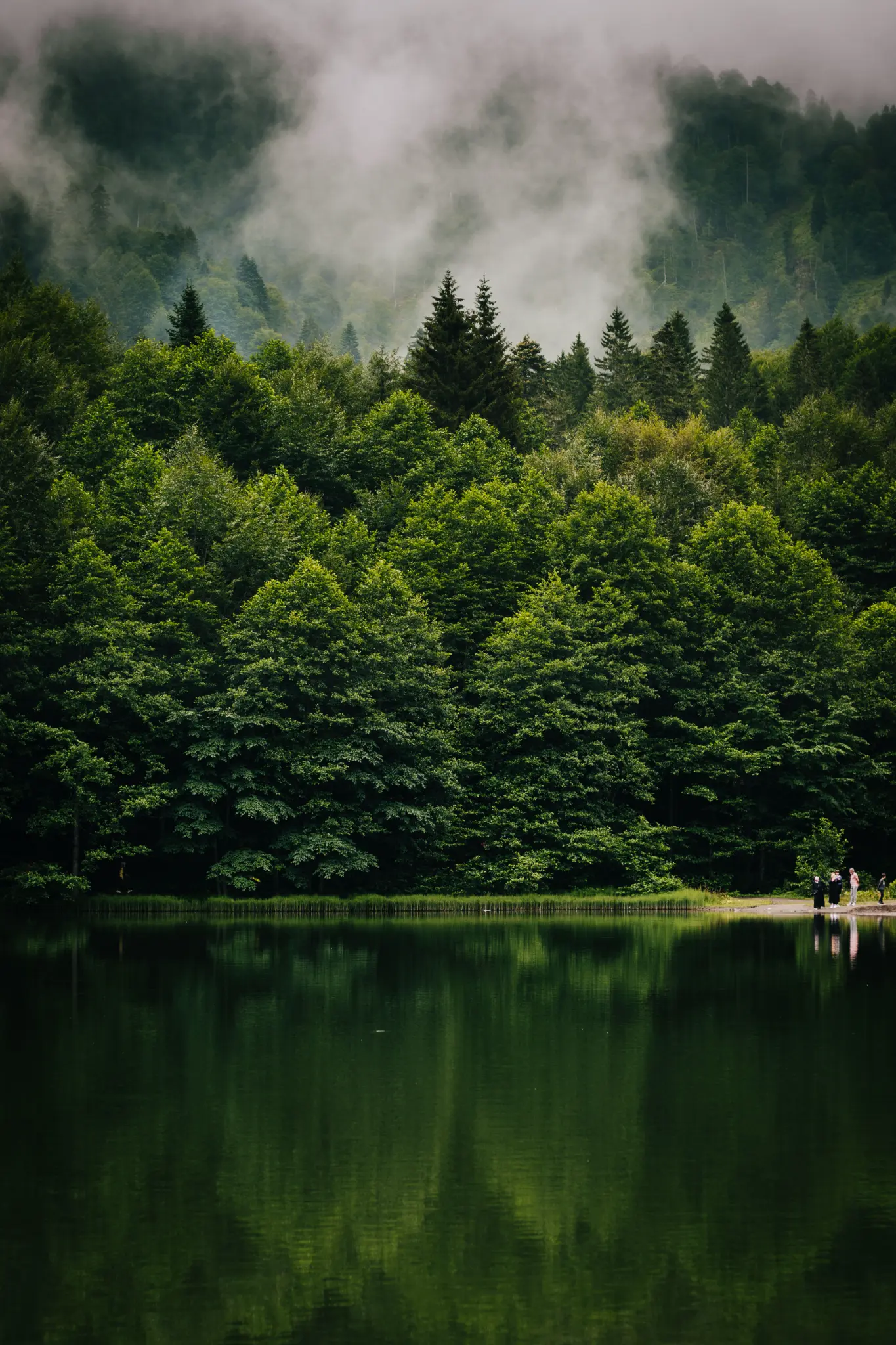 Misty green forest reflected in a still lake — therapy for anxiety Los Angeles